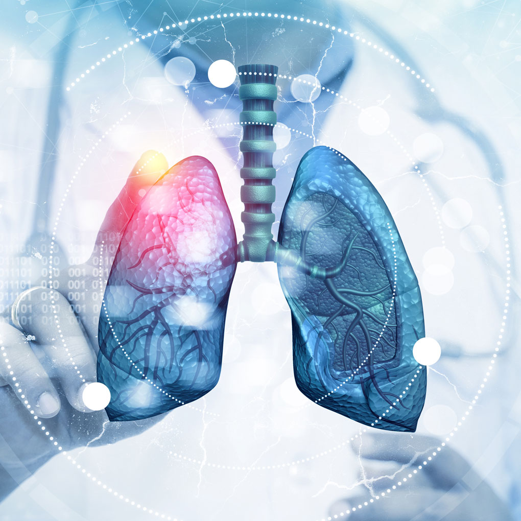 3D Lungs Render